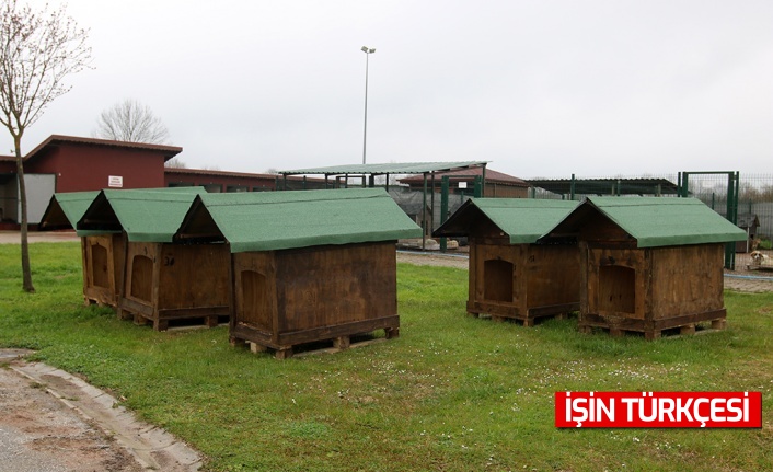 Dünya Sokak Hayvanları Günü’nde 20 Yeni Yuva