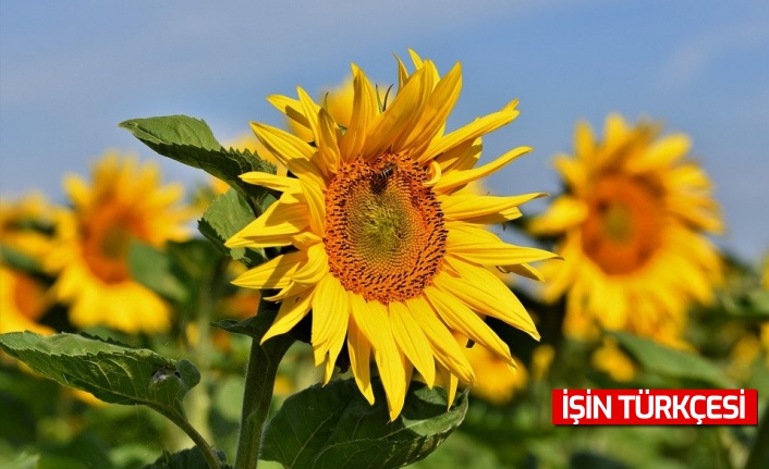 Atıl araziye yağlı ve tohumlu bitki ekene hibe desteği